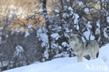 Wolf (Canis lupus)