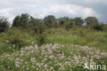 Soapwort (Saponaria officinalis)