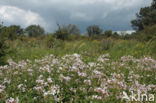 Soapwort (Saponaria officinalis)