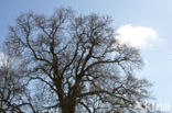 Common Oak