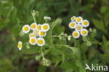 Zomerfijnstraal (Erigeron annuus)