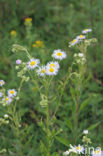 Sweet Scabious / White Top (Erigeron annuus)