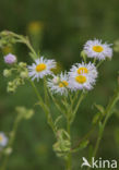 Sweet Scabious / White Top (Erigeron annuus)