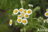 Zomerfijnstraal (Erigeron annuus)