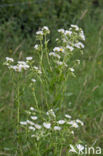 Sweet Scabious / White Top (Erigeron annuus)