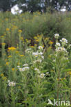 Sweet Scabious / White Top (Erigeron annuus)