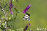 Zuidelijke Koninginnepage (Papilio alexanor)