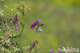 Southern Swallowtail (Papilio alexanor)