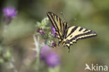 Southern Swallowtail (Papilio alexanor)