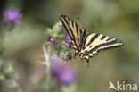 Zuidelijke Koninginnepage (Papilio alexanor)