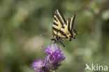 Zuidelijke Koninginnepage (Papilio alexanor)