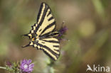 Southern Swallowtail (Papilio alexanor)