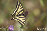 Zuidelijke Koninginnepage (Papilio alexanor)