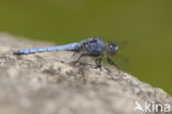 Zuidelijke oeverlibel (Orthetrum brunneum) 