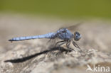 Zuidelijke oeverlibel (Orthetrum brunneum) 