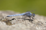 Zuidelijke oeverlibel (Orthetrum brunneum) 