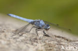 Zuidelijke oeverlibel (Orthetrum brunneum) 