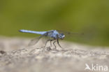 Zuidelijke oeverlibel (Orthetrum brunneum) 