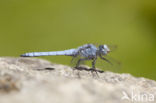 Zuidelijke oeverlibel (Orthetrum brunneum) 