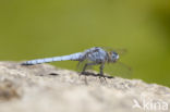 Zuidelijke oeverlibel (Orthetrum brunneum) 