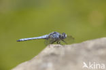 Zuidelijke oeverlibel (Orthetrum brunneum) 