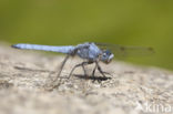 Zuidelijke oeverlibel (Orthetrum brunneum) 