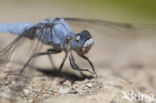 Zuidelijke oeverlibel (Orthetrum brunneum) 