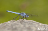 Skimmer (Orthetrum brunneum)