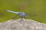 Zuidelijke oeverlibel (Orthetrum brunneum) 