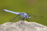 Zuidelijke oeverlibel (Orthetrum brunneum) 