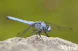 Skimmer (Orthetrum brunneum)