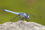 Zuidelijke oeverlibel (Orthetrum brunneum) 