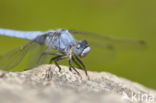 Zuidelijke oeverlibel (Orthetrum brunneum) 