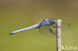 Zuidelijke oeverlibel (Orthetrum brunneum) 