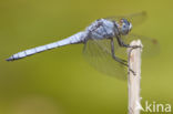 Zuidelijke oeverlibel (Orthetrum brunneum) 