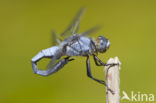 Zuidelijke oeverlibel (Orthetrum brunneum) 