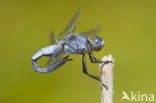 Zuidelijke oeverlibel (Orthetrum brunneum) 