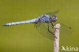 Zuidelijke oeverlibel (Orthetrum brunneum) 