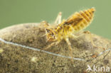 Zuidelijke oeverlibel (Orthetrum brunneum) 