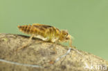 Zuidelijke oeverlibel (Orthetrum brunneum) 