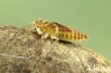 Zuidelijke oeverlibel (Orthetrum brunneum) 