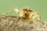 Zuidelijke oeverlibel (Orthetrum brunneum) 