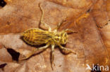 Zuidelijke oeverlibel (Orthetrum brunneum) 