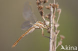 Skimmer (Orthetrum brunneum)