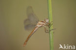 Zuidelijke oeverlibel (Orthetrum brunneum) 