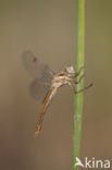 Skimmer (Orthetrum brunneum)