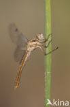 Skimmer (Orthetrum brunneum)