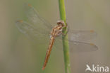 Zuidelijke oeverlibel (Orthetrum brunneum) 