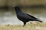 Carrion Crow (Corvus corone)