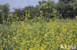 Zwarte mosterd (Brassica nigra)